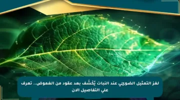 لغز التمثيل الضوئي عند النبات يُكْشَف بعد عقود من الغموض.. تعرف على التفاصيل الآن